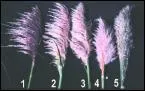 De quoi taient faites les plumes d'Icare ?