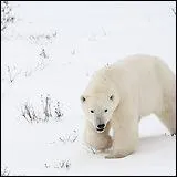 Que fait l'ours polaire en hiver ?