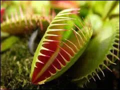 Quel est le nom de cette plante carnivore ?