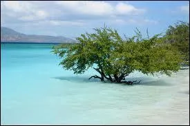 Cet arbre bizarre se trouve tre un :