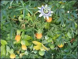 Comment s'appelle la fleur qui donne le fruit de la passion ?