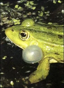 Qu'est-ce que c'est ?