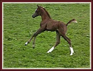 Qu'est-ce que c'est ?