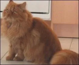 Qu'est-ce que c'est ?