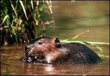 Qu'est-ce que c'est ?