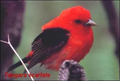 Qu'est-ce que c'est ?