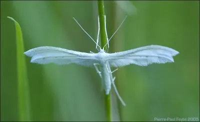 Qu'est-ce que c'est ?