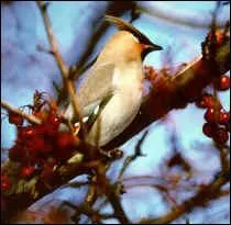 Qu'est-ce que c'est ?