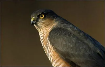 Quel est ce rapace ?