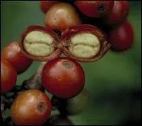 Quel est cet arbuste dont les fruits sont appels cerises ?