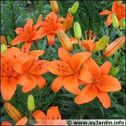 Quelles sont ces fleurs ?