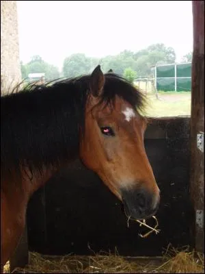 Quelle est la couleur de robe de ce cheval ?