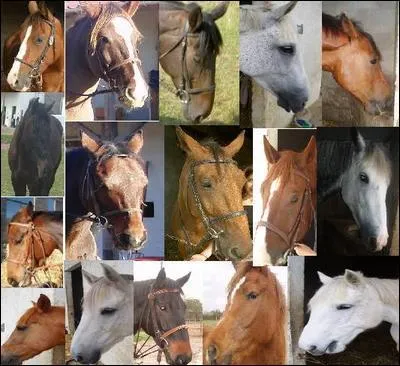 Combien y a-t-il de robes simples ?