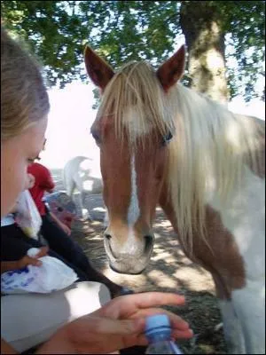 Quelle est la couleur de robe de ce cheval ?