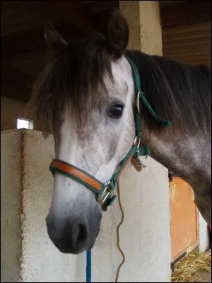 Quelle est la couleur de robe de ce cheval ?