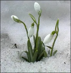 Quel est le pluriel de perce-neige ?