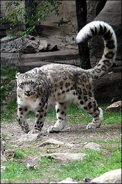 Quel est l'autre nom de la panthre des neiges ?