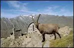 Voisin de celui de la Vanoise en France, le parc national du Grand Paradis a t cr pour protger le bouquetin alors en voie d'extinction. Il est situ en :