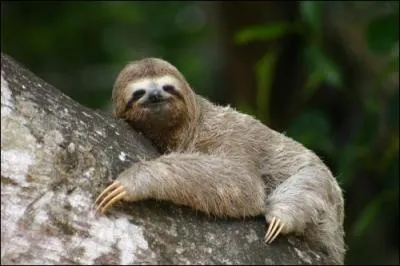 Quel est cette animal ?