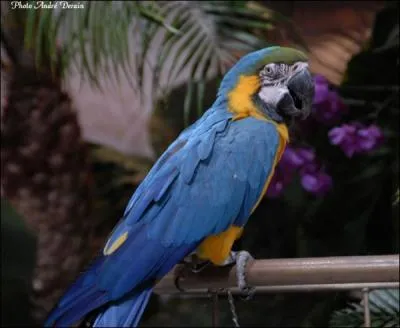 Quel est cette animal ?