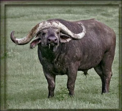 Quel est cette animal ?