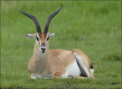 Quel est cette animal ?