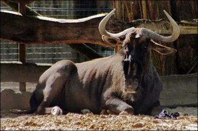 Quel est cette animal ?