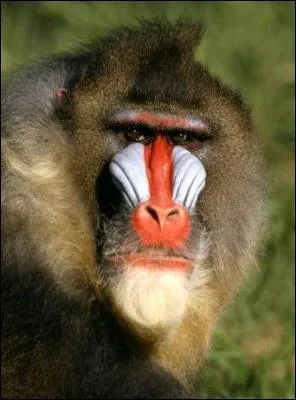 Quel est cette animal ?