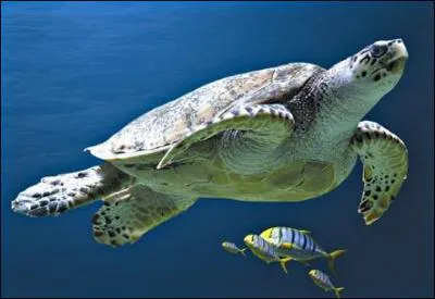 Quel est cette animal ?