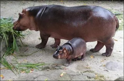 Quel est cette animal ?