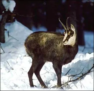 Quel est cette animal ?