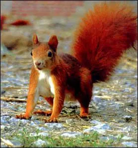 Quel est cette animal ?