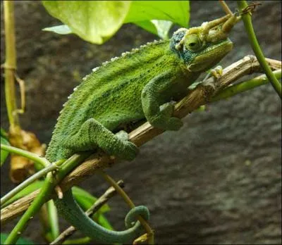 Quel est cette animal ?