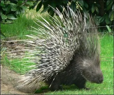 Quel est cette animal ?