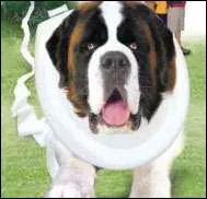 Cet norme saint-bernard  l'appetit insatiable a t baptis du nom d'un clbre compositeur classique. Comment s'appelle-t-il ?