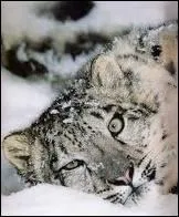 Quel est le nom de la panthère blanche ?