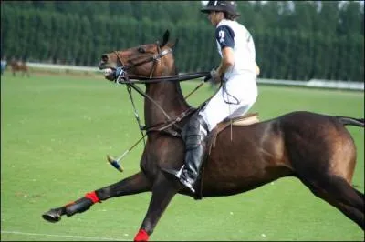 Voici un joueur de polo, combien sont-ils dans une quipe