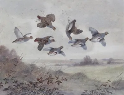 Qui chantait 'un vol de perdreaux, par dessus les champs, montait dans les nuages... '