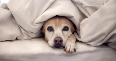 Dans sa chanson, qui cherchait Mirza partout ?