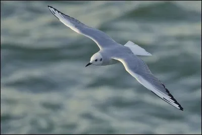 Qui chantait Fais comme l'oiseau, ça vit d'air pur et d'eau fraîche... ?