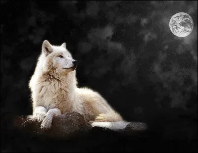 Qui a composé Pierre et le loup ?