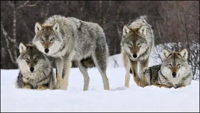 Qui chantait 'les loups sont entrés dans Paris' ?