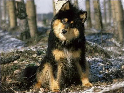 Dans la chanson 'le chien' quel interprète chantait : 'c'est pas le trajet ordinaire, c'est con, on pourrait croire qu'on va chez le vétérinaire' ?