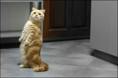 Qui chantait dans la chanson 'le chat', 'il avance en dansant, souplement, doucement' ?