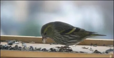 Complètez ces paroles de 'la vie par procuration' : elle met du vieux pain sur son balcon, pour nourrir :