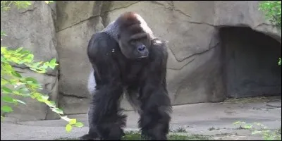 Qui chantait 'gare au gorille' ?