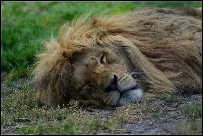 Dans la chanson Le lion est mort ce soir, à qui Henri Salvador disait-il de venir ?