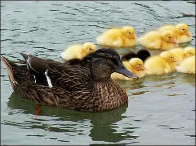 Chanson au succès planétaire, qui était l'interprète de La danse des canards ?