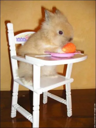 Quel animal suis-je ?