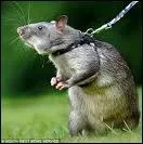 Quel animal suis-je ?